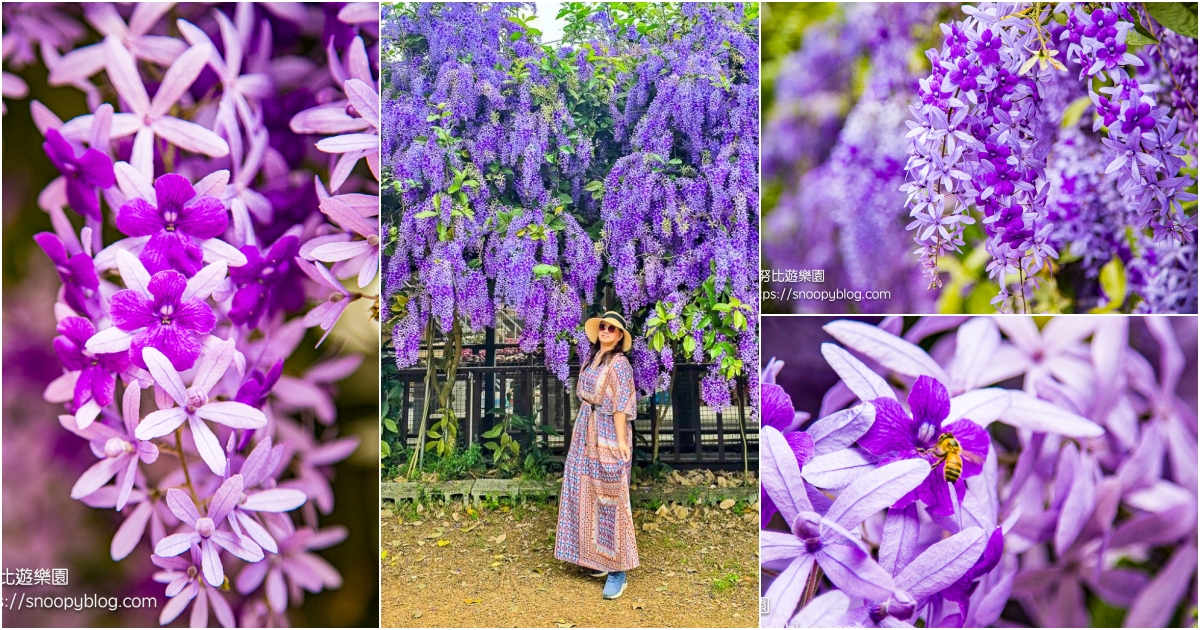 網站近期文章：【桃園大溪】大溪北橫遊客中心錫葉藤盛開！超夢幻紫色花瀑傾瀉而下，免門票賞花秘境